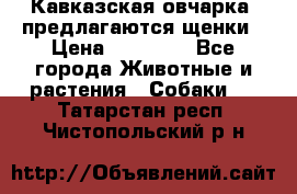 Кавказская овчарка -предлагаются щенки › Цена ­ 20 000 - Все города Животные и растения » Собаки   . Татарстан респ.,Чистопольский р-н